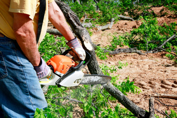 Tree and Shrub Care in Port Huron, MI